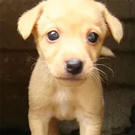 Bark Phillip