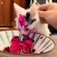Dragonfruit