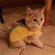 Tacocat