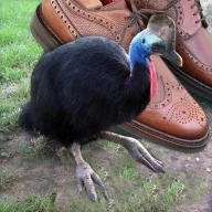 Cobbler