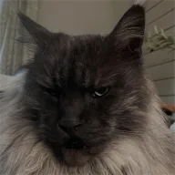 Bulgar