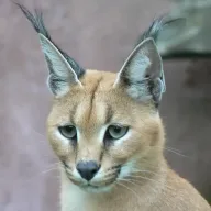 Some Ears