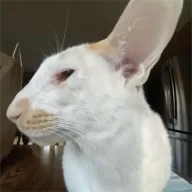 All Ears