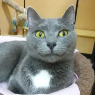 Safety Cat