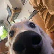 Pusado