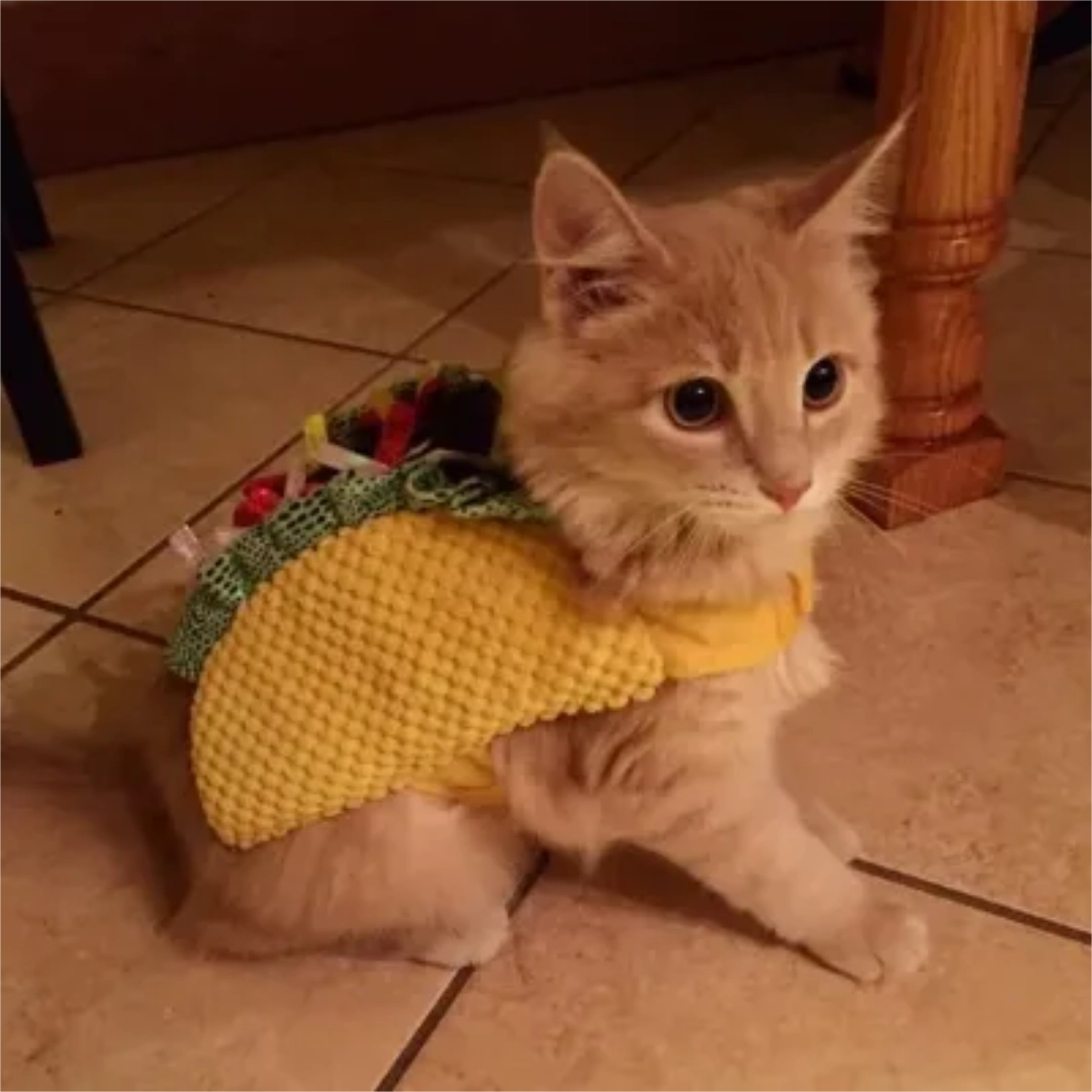 Tacocat