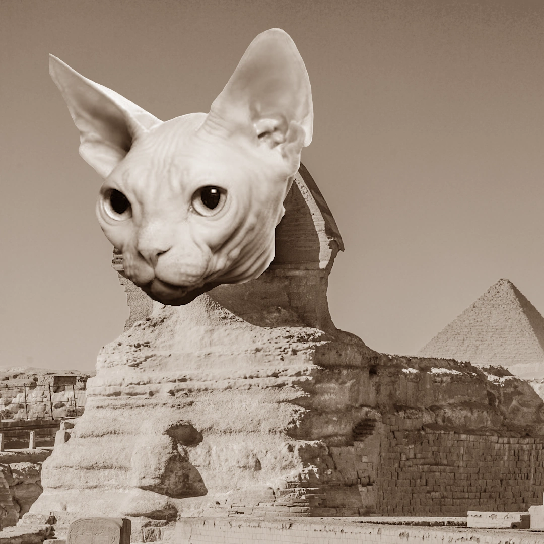 Jinx the Sphynx
